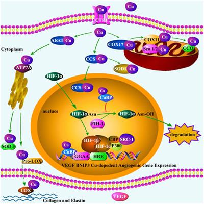 Reversal of atherosclerosis by restoration of vascular copper homeostasis